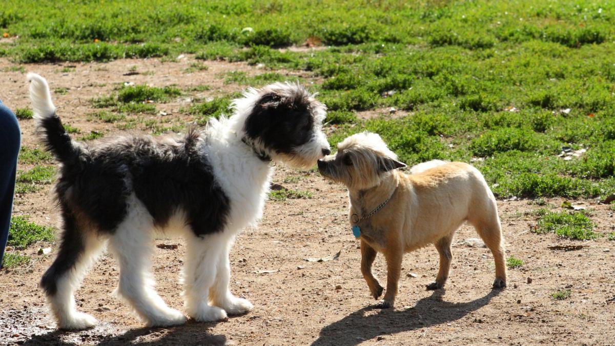 Le combat pour les chiens en détresse à la Réunion